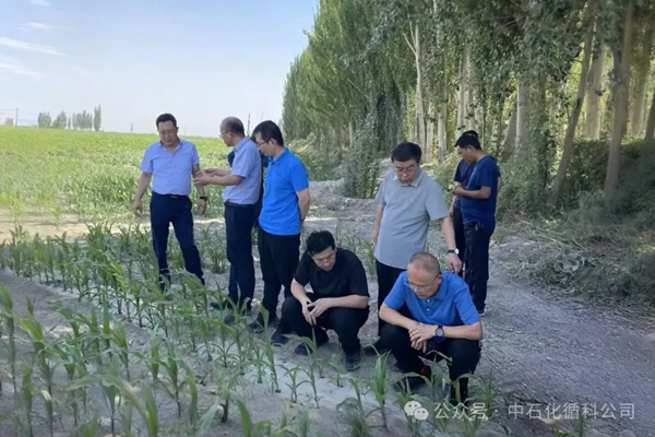 深耕新疆田間地頭，循科公司以PBST可降解農(nóng)膜推進(jìn)地膜綠色替代